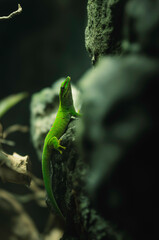 A vibrant green lizard gracefully climbs a rock in a lush autumnal setting of Strasbourg, France