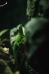 A vibrant green lizard perched on textured rocks, surrounded by autumn foliage in the enchanting streets of Strasbourg, France