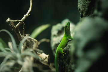 Fototapeta premium A vibrant green lizard explores the rocky terrain in Strasbourg's autumn wilderness, blending with the natural hues of the season