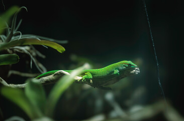 A vibrant green lizard basking on a branch in Strasbourg's autumn foliage, capturing nature's artistry in a serene moment