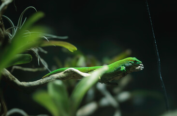 A vibrant green lizard rests on a branch amidst autumn foliage in the enchanting atmosphere of Strasbourg, France