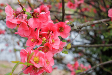Obraz premium Pink Flowers Blooming On A Branch Of A Flowering Quince Shrub In Springtime