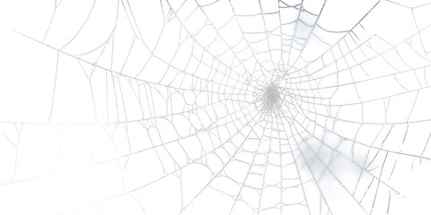 Obraz premium Real Spider web spider invertebrate spider web.