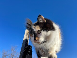 Cute fluffy cat walking on wooden fence 