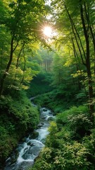 Obraz premium A lush green forest with a winding river running through, the sun peaking through the canopy above, landscape