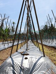 Scenery of agricultural farmland, agricultural plastic sheets or so-called mulch and bamboo stick...