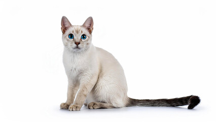 Obraz premium Ojos Azules cat sitting on white background.