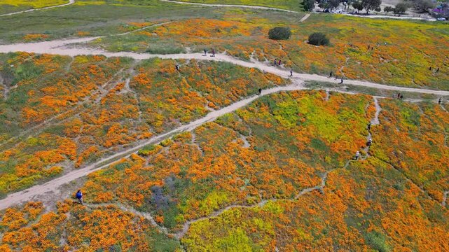 Aerial video over the blooming fields in Perris United States