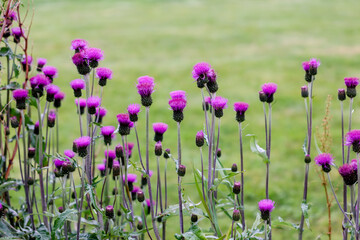 Isafjordur, Iceland - August 11, 2024: A bed of purple flowers in Sudavik in the Isafjordur region of Iceland
