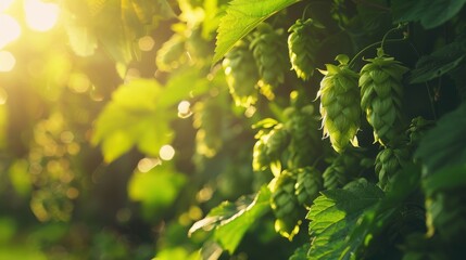 Obraz premium A bustling hop farm during harvest season, with workers picking hops and baskets overflowing with green cones