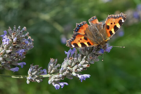 Beautiful Red Admiral butterfly resting on a lavender flower in the summer sunshine and displaying it's stunning red and black colouring.