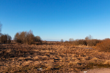 Fototapeta premium Landscape with a view of a meadow with withered last year's grass and a mixed forest in the background on a sunny day