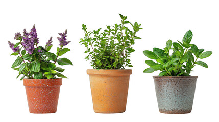 Fototapeta premium Charming Potted Plants in Unique Terracotta Styles