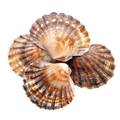Obraz premium Scallops in Natural Colors and Textures, Shell Arrangement