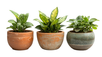 Fototapeta premium Elegant Potted Plants in Unique Terracotta Pot Styles