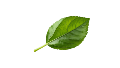 Single Green Leaf with Detailed Veins and Texture