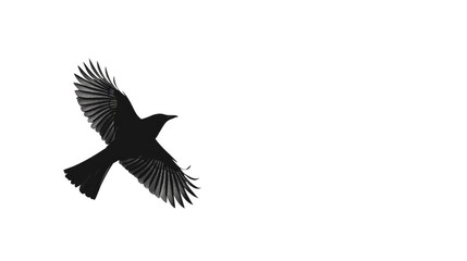 Obraz premium Silhouette of Bird in Flight Against Clear Sky