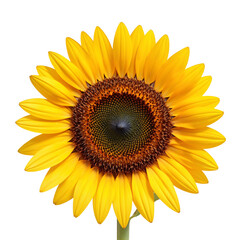 Vibrant sunflower with bright yellow petals and dark center