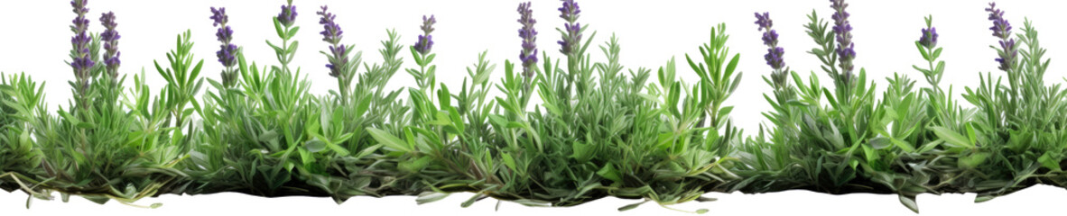 Obraz premium plant set frontal bush on transparent background