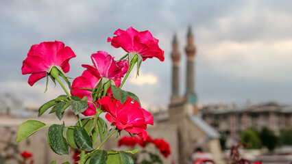 Red roses with Sivas Twin Minaret Madrasa in background, Islamic concept