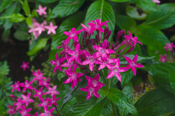 Obraz premium 【Pentas】夏・秋に咲く赤いペンタス【願い事 希望が叶う】