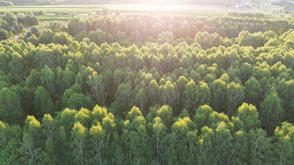 Overhead shot of dense green forest