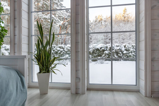 Large tropical indoor plant sansevieria by a large panoramic window in a wooden house overlooking a winter garden. Snowy weather outside the window