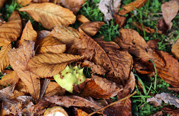 Naklejka premium Closeup of Horse Chestnut fruit and foliage on the ground in Autumn, Derbyshire England 