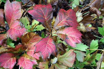 Macro image of red Rodgersia leaves in Autumn, Derbyshire England
