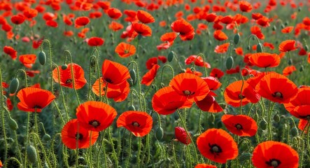Naklejka premium Poppy field with vivid red flowers and green stems swaying