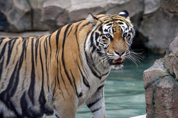 a tiger swimming in the pool