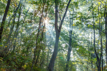 Obraz premium Autumn scenery of Ipgok Park in Haman-gun, Gyeongsangnam-do, Korea, which is colored with beautiful autumn leaves