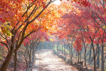 Autumn scenery of Ipgok Park in Haman-gun, Gyeongsangnam-do, Korea, which is colored with beautiful autumn leaves