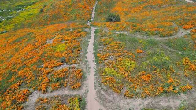 Aerial video over the blooming fields in Perris United States