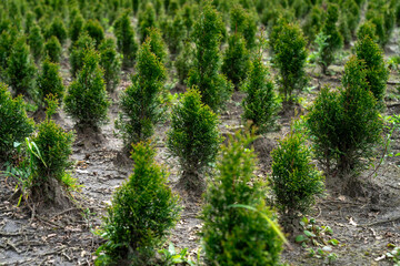 Fototapeta premium A plantation of young conifer trees