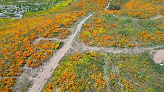 Aerial video over the blooming fields in Perris United States