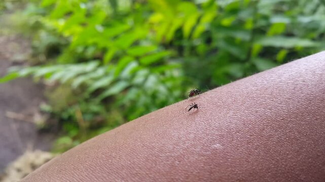 Two mosquitoes look red in his stomach because it sucks blood from the hand. 4K recording is taken in the mountain.
