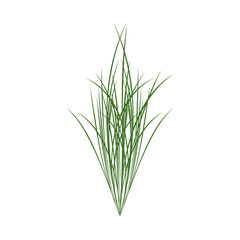 Fototapeta premium A bunch of schnitt onion. Part of my color flat set of 15 best herbs for cooking. Greenery on a white. Herbs for meat, fish, drinks and cocktails. Used dev, app, design, web, ui, advertising. Vector.