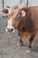 Boi Vaca no Curral Fazenda