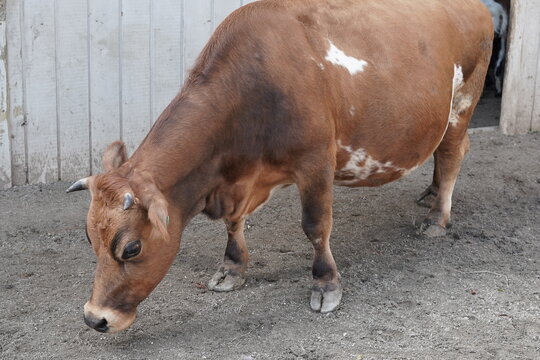 Boi Vaca no Curral Fazenda