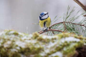 Naklejka premium A blue tit sitting on a pine branch