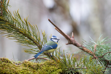 Blue Tit on a pine branch above the moss