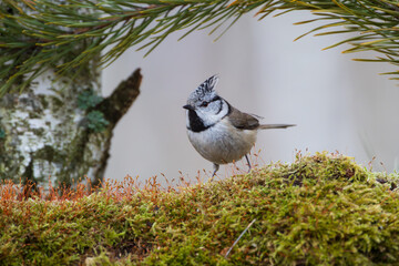 A cute crested tit sitting on a mossy stump among pine twigs