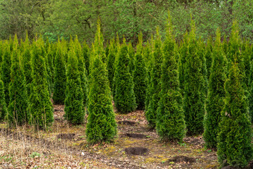 Obraz premium The arboretum or a tree farm