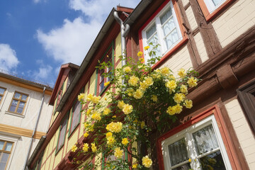 Halberstadt - blühender Rosenstock vor einem Fachwerkhaus, Sachsen-Anhalt, Deutschland, Europa