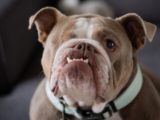 Obraz premium Bulldog short nose and teeth from lower jaw