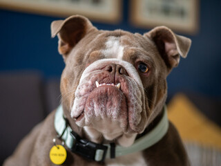 Face of bulldog with one eye - scar remains from surgery