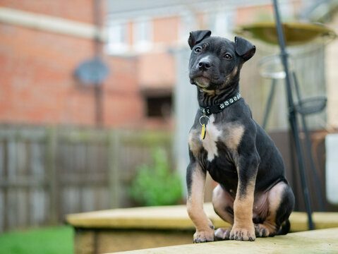 Puppy with bowed legs limb deformity sitting in garden