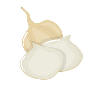 Illustration of bengkoang fruit or vegetable plants for health