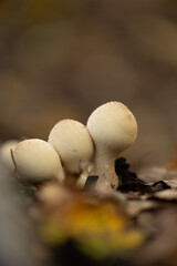 Beautiful brown common puffball mushrooms growing in the autumn forest in Latvia. Lycoperdon gemmatum in natural habitat. Seasonal scenery of Northern Europe.
